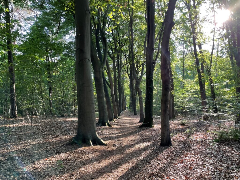 Het bos is de basis, de mens is er te gast.
